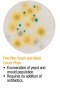 Petrifilm Yeast and Mold Count Plate